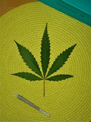 Cannabis legal? - Marc Blizz 