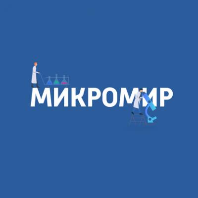 Клетки почек - Картаев Павел Микромир