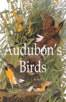Audubon's Birds - John James Audubon Mega Square