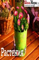 Как сохранить свежесть срезанных цветов? Секреты стойкости букетов - Нелли Лапинус Растения