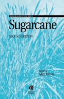 Sugarcane - Glyn  James 